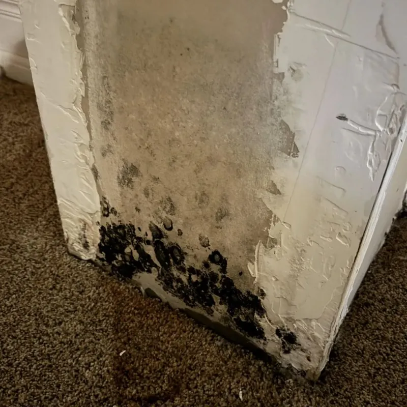 Professional Mold Removal in Woodbine, GA